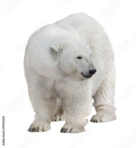 isolated on white large polar bear