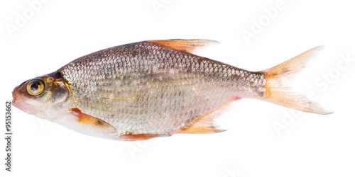 silver bream isolated on white