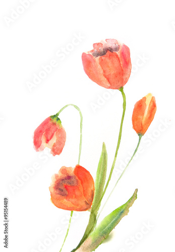 Beautiful tulip flowers, watercolor illustrator