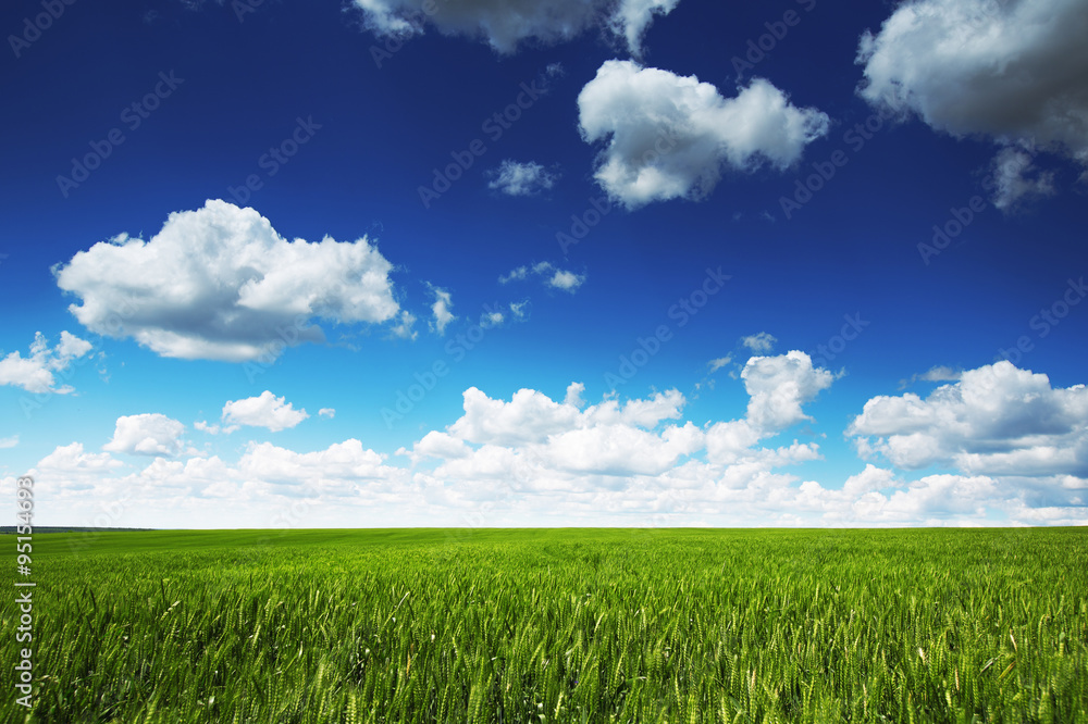 Obraz premium Wheat field against blue sky with white clouds. Agriculture scen