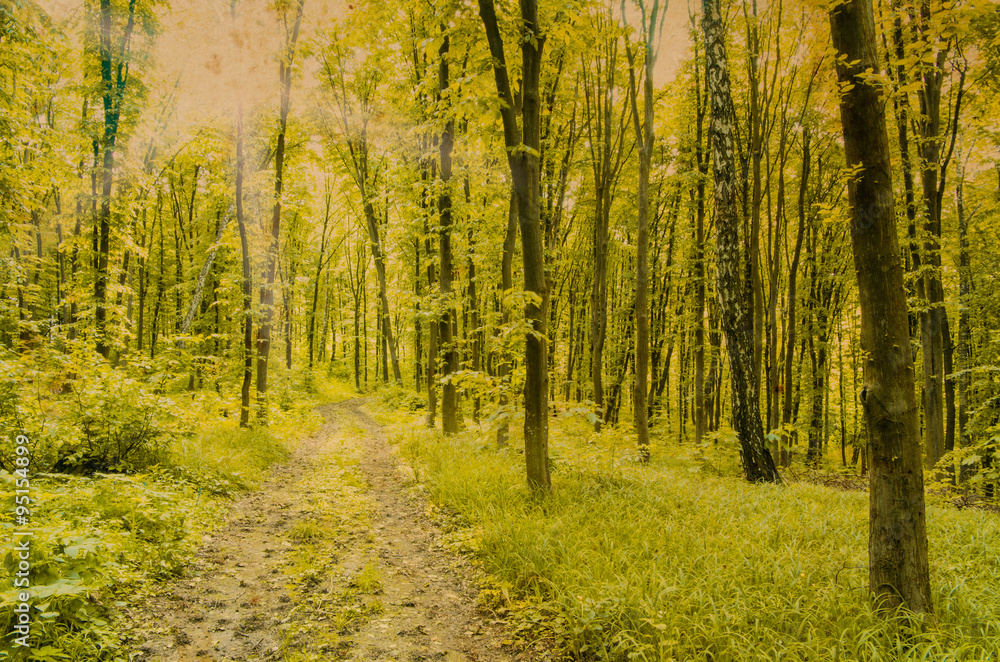 Fototapeta premium Nature background of green forest