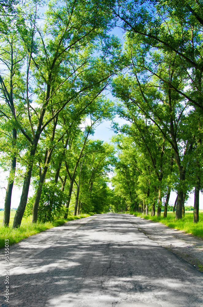 Asphalt road in the deciduous forest. Asphalt road in the deciduous forest.