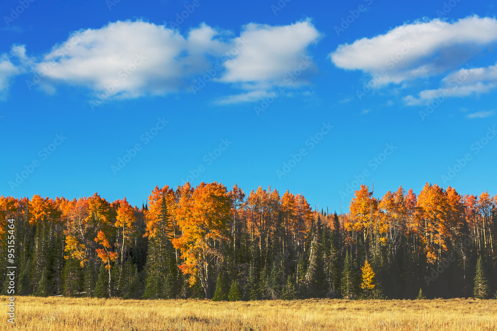 Autumn Autumn