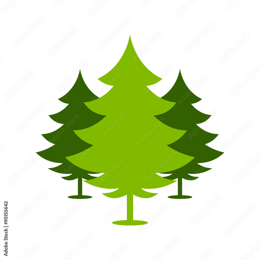 Obraz premium Christmas Spruce Trees