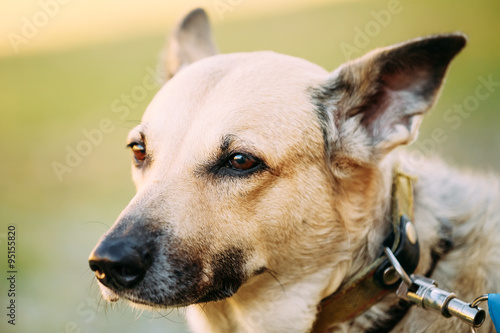 Mixed Breed Medium Size Brown Dog Close