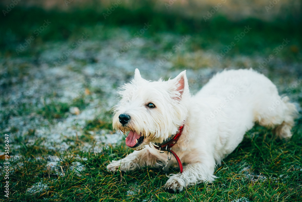 Small West Highland White Terrier - Westie, Westy Dog Small West Highland White Terrier - Westie, Westy Dog