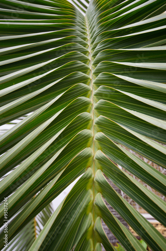 closeup palm leaf texture