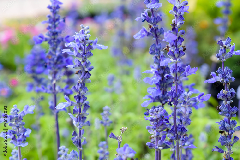 Obraz premium purple lavender on the field