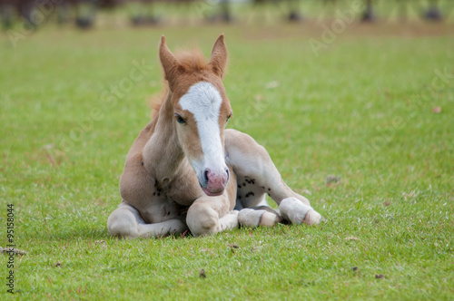 Wild New Forest Pony, sitting in grass meadow
