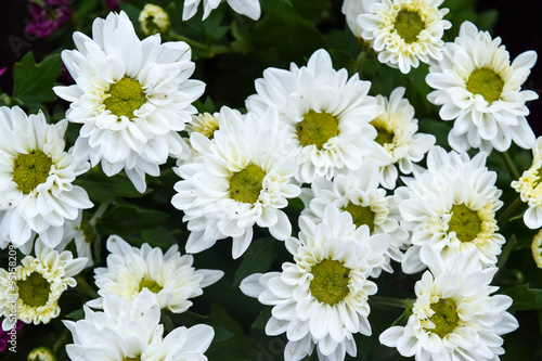 gruop of white flower