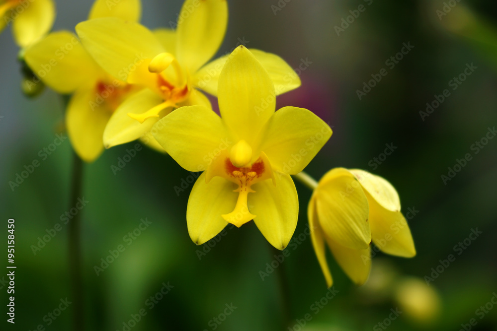 ground orchid flowers in the tropical rain forest