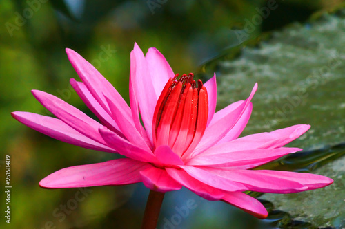 Pink water lily  lotus