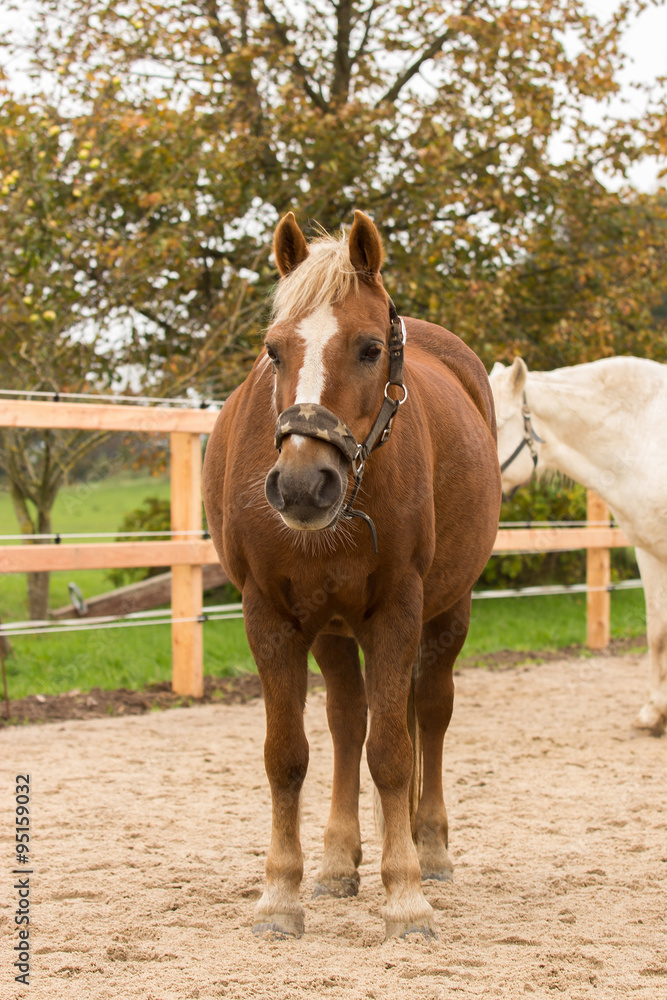 Obraz premium koń, konie