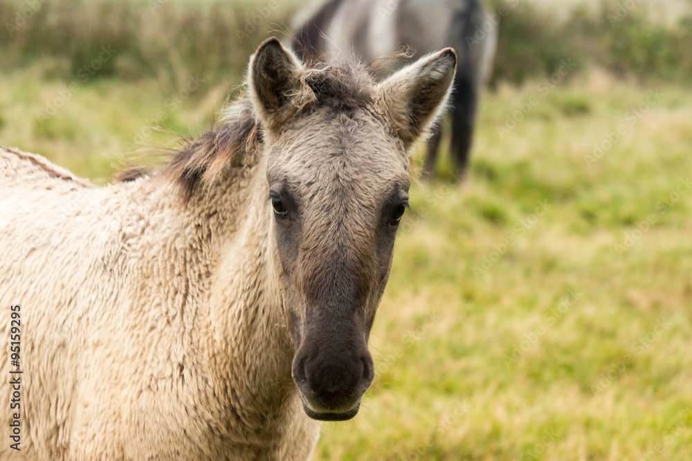 konik horse