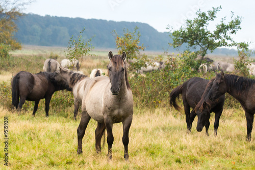 konik horse