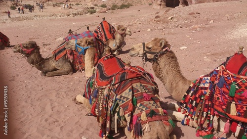 Four camels lying on the sand © alinasolovtsova