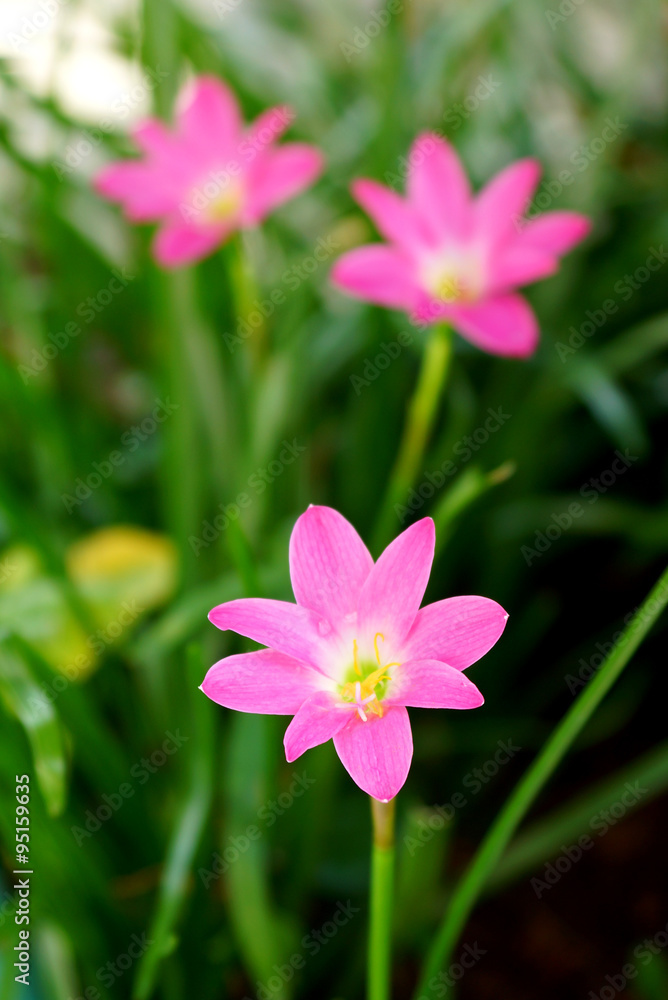 Beautiful rain lily flower. Zephyranthes Lily ,Fairy Lily, Littl Beautiful rain lily flower. Zephyranthes Lily ,Fairy Lily, Littl