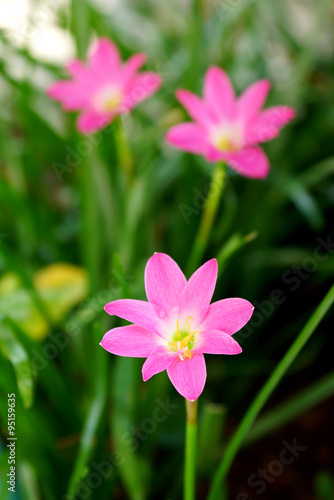 Beautiful rain lily flower. Zephyranthes Lily  Fairy Lily  Littl