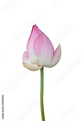 Pink water lily, lotus with clipping path.