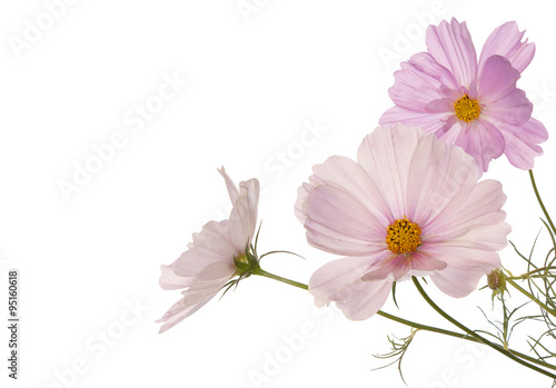 Spring light pink flowers on a white background isolated