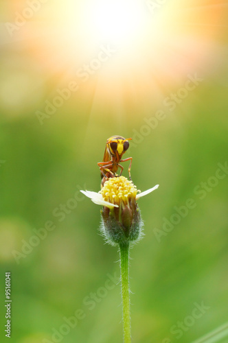 Insect names Sceliphron spirifex on flower. photo