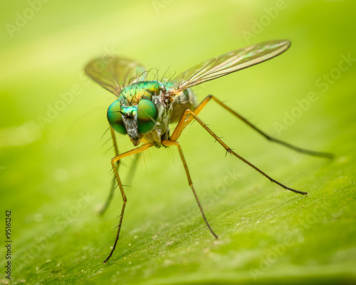 long legged fly © pelooyen