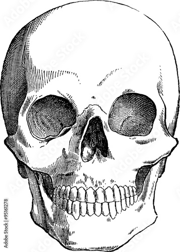 Obraz na płótnie Vintage drawing Human skull