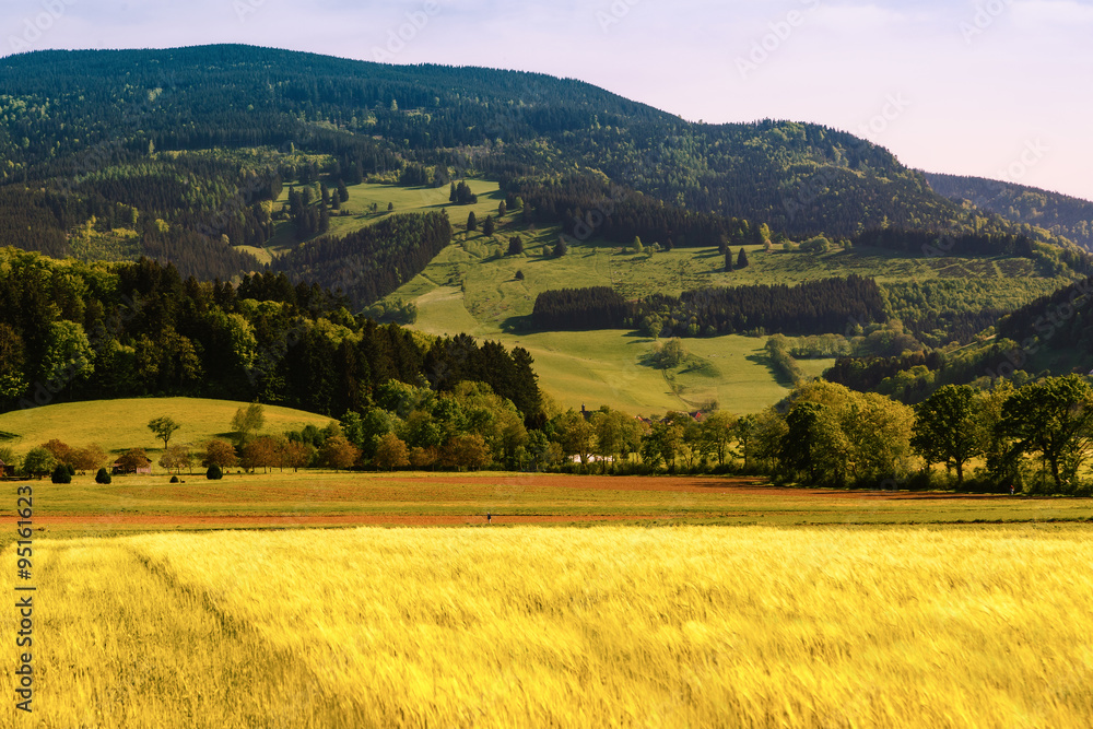 Summer mountain valley with crops growing in fields. Germany, Black Forest. Scenic agricultural landscape.