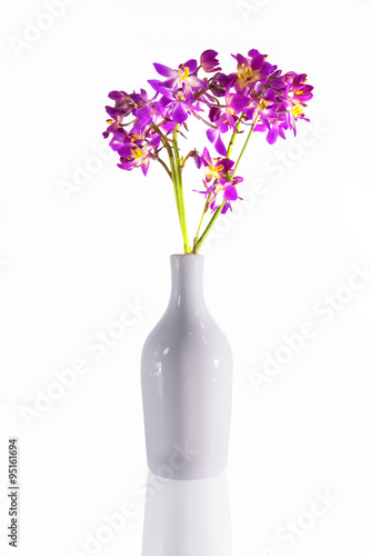 ground orchid flowers (Spathoglottis)