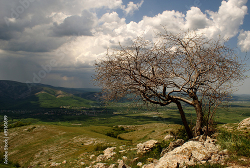 дерево в горах © olgamazina