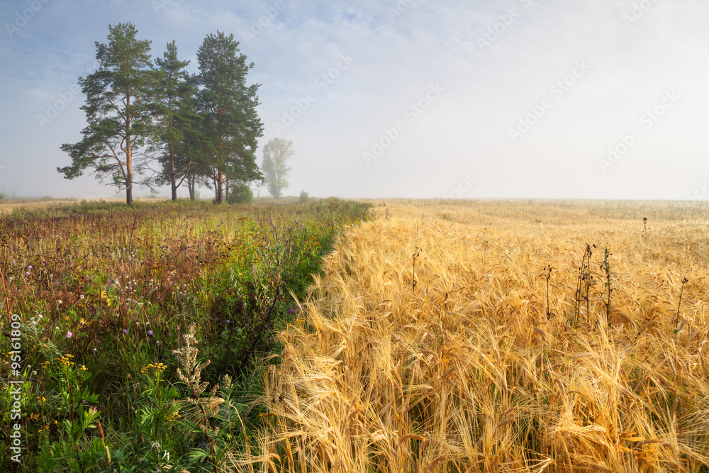 Fototapeta premium Foggy morning