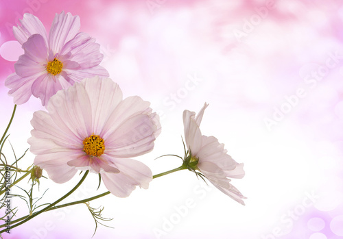Spring light pink flowers 