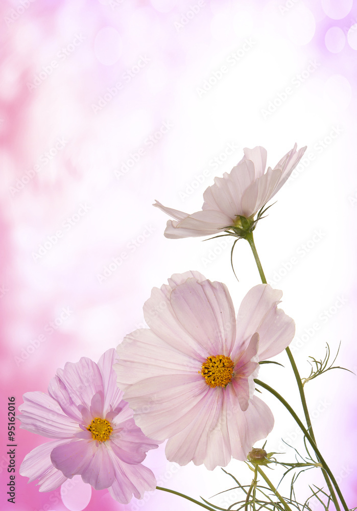 Spring light pink flowers Spring light pink flowers