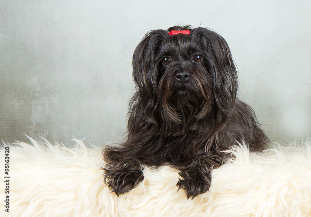 black havanese dog black havanese dog