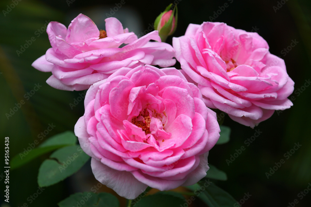 Pink roses for extraction of essential oils. (Rosa damascena) Pink roses for extraction of essential oils. (Rosa damascena)