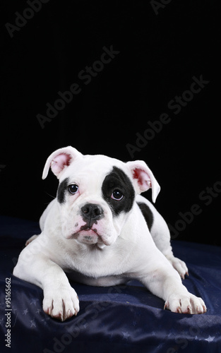 junge englische Bulldogge in schwarz weiß auf schwarzem Untergrund #95165662