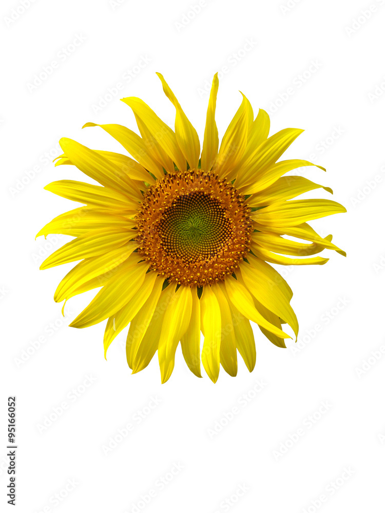 Fototapeta premium sunflower on white background