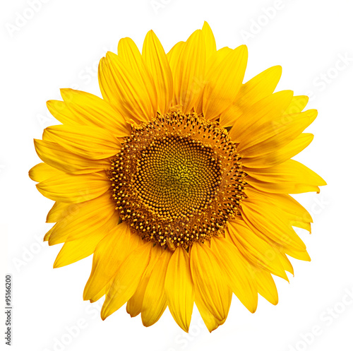 Fototapeta Naklejka Na Ścianę i Meble -  Close up view of the yellow sunflower
