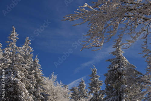 Tannenzauber im Winter