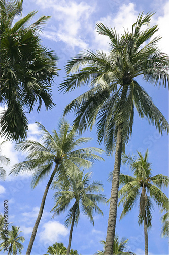 coconut tree