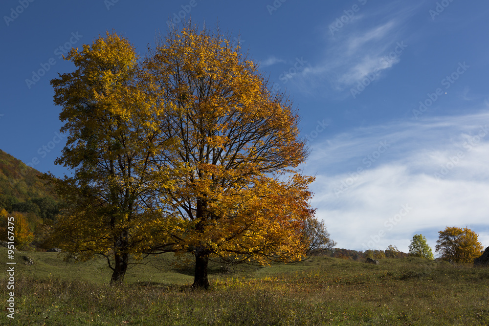 Baum im Herbstkleid Baum im Herbstkleid