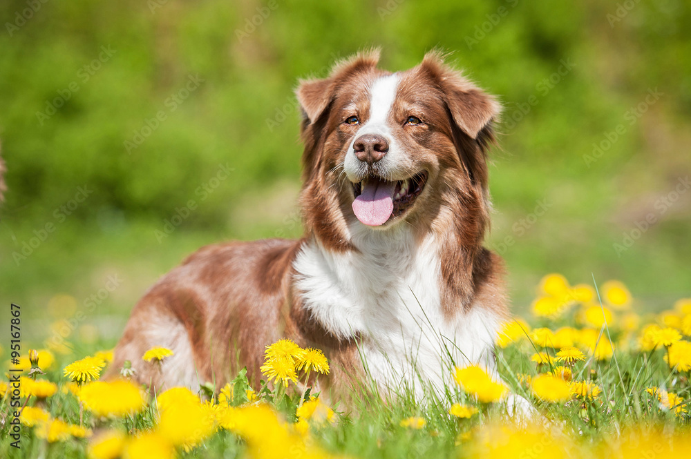 Fototapeta Australian shepherd dog lying on the lawn with dandelions