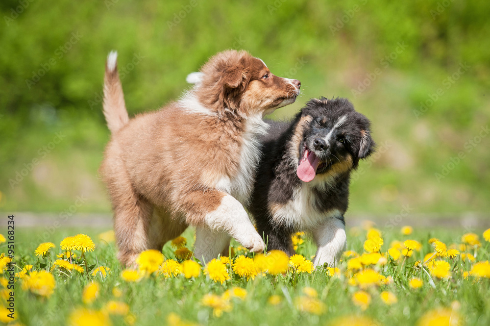 Two australian shepherd puppies playing on the field with dandelions
