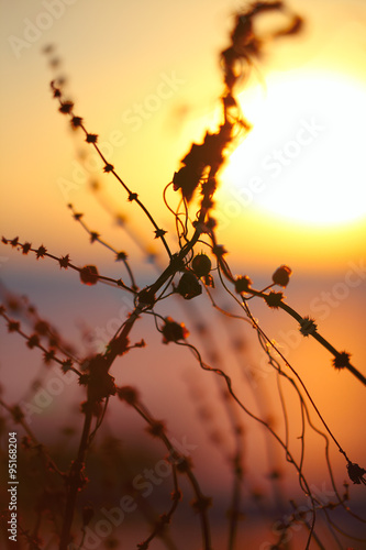 silhouette of dried flowers and plants on a background sunset