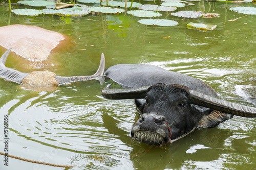 buffalo in the water lily pond