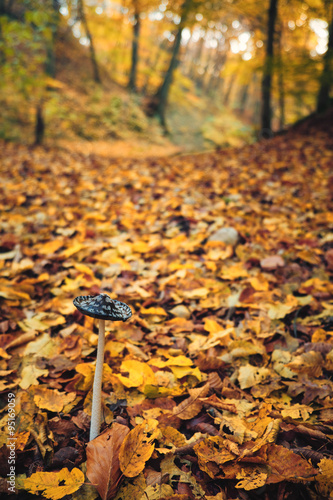 Magpie inkcap mushroom on autumn forest