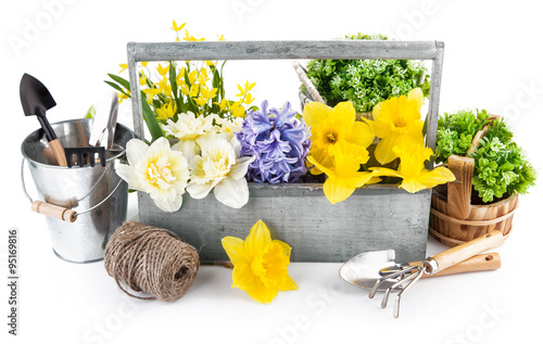 Fototapeta Naklejka Na Ścianę i Meble -  Spring flowers in wooden box with garden tools. Isolated on