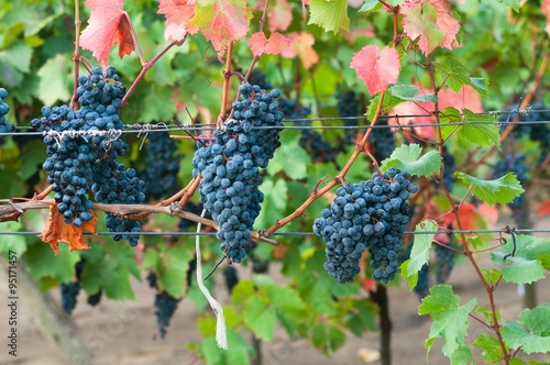 Bunch of red wine grape Bibor kadarka (Purple kadarka) in vineyard ready to harvest. Bibor kadarka is a Hungarian bred red wine grapes photo