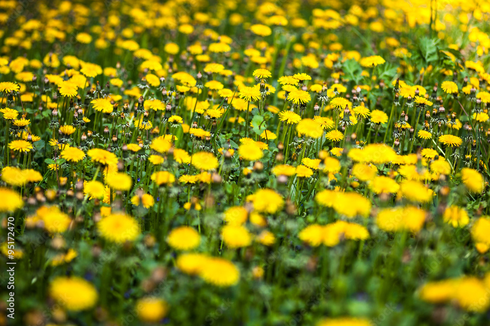Fototapeta premium Meadow with lots of blooming yellow dandelions
