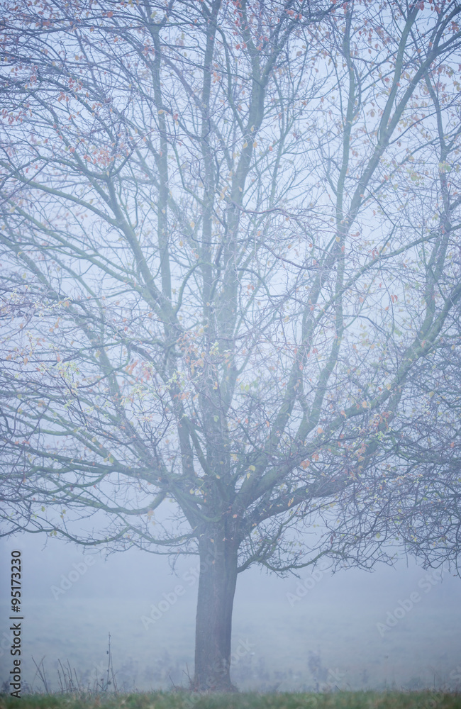Beautiful frozen tree Beautiful frozen tree
